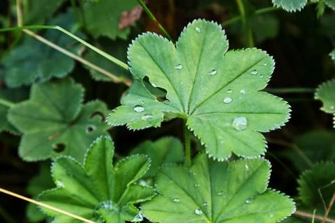 Leaf with a dew drop Foto stock