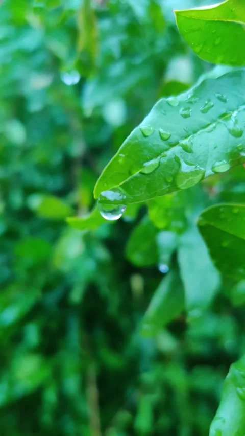 Leaf with dew drops Stock Footage 272287327