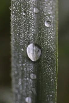 Leaf with dew drops. Nature background. Macro closeup. Stock Photos