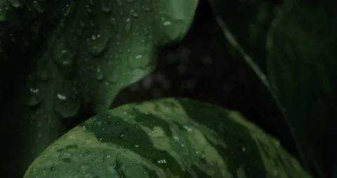 Leaf Dew Drops - Night Stock Footage 129571754
