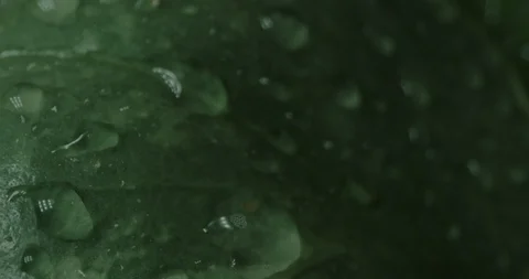 Leaf Dew Drops at Night, Light Vidéo 129568789