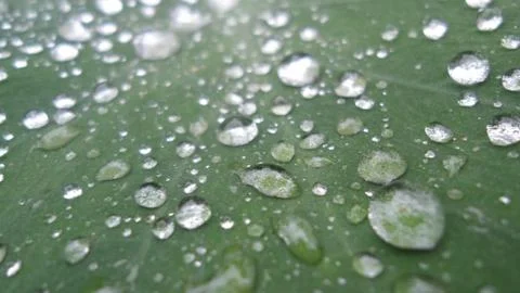 A leaf with dew drops 스톡 사진