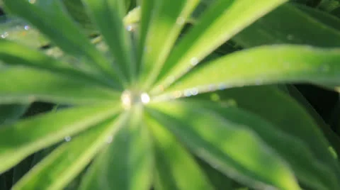 Leaf in the dew Stock Footage 22672770