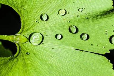 Leaf with dew Stock Photos