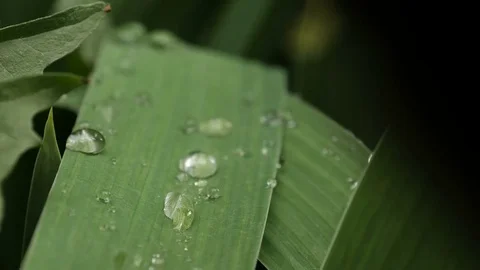 Leaf With Dewdrops Stock Footage 76712905