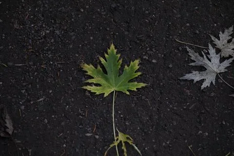 Leaf on a dirt background Stock Photos
