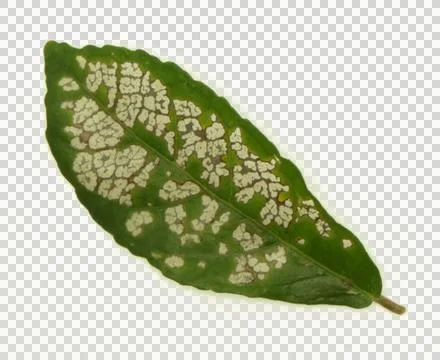 Leaf disease. holey leaf spot. leaf of a diseased plant on transparent back.. Stock Photos
