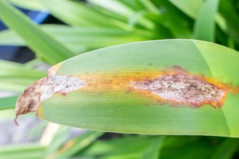 Leaf disease Stock Photos