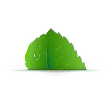 Leaf with divider Illustrazione stock