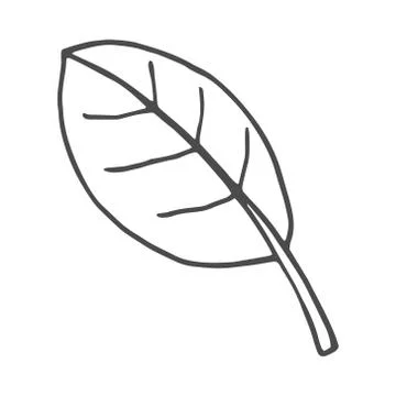 Leaf doodle nature. Vector illustration isolated on white background. Stock Illustration