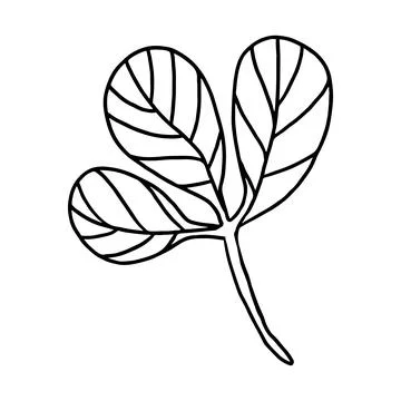 Leaf in doodle style vector illustration. Natural plant element isolated on w Stock Illustration