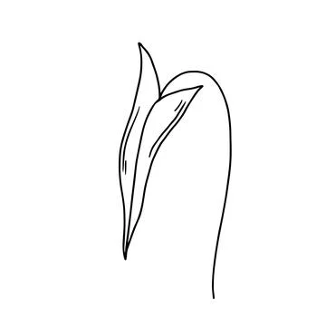 Leaf in doodle style vector illustration. Natural plant element isolated on w Stock Illustration