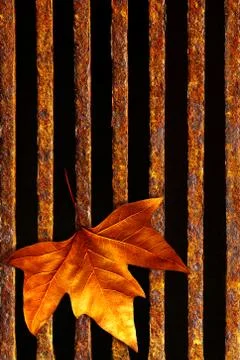 Leaf in drain Stock Photos