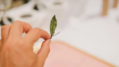 A leaf of dried green tea in a hand. Macro photo of a green tea leaf in a man 스톡 사진