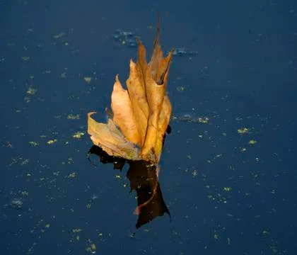 Leaf drifting on a river Stock Photos