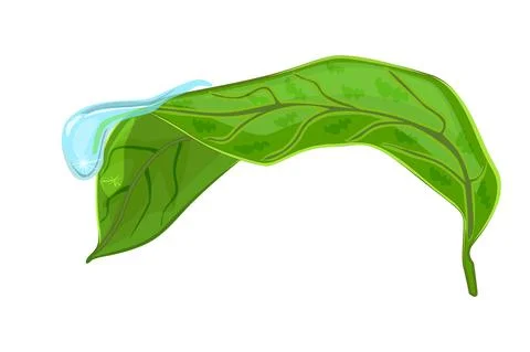 Leaf with drop isolated on white background. Morning dew on green leaf. Stock Illustration
