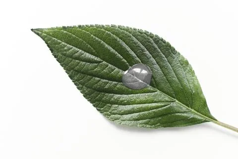 Leaf with drop on it in color of the year 2026 cloud white dancer 写真素材