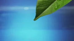 https://images.pond5.com/leaf-drop-rain-water-blue-footage-067670121_iconm.jpeg