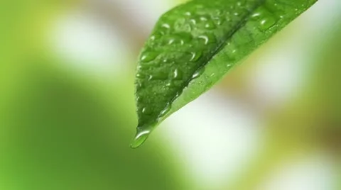 Leaf with drop of rain water Stock Footage 22359432