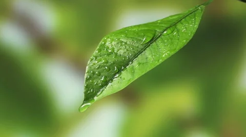 Leaf with drop of rain water with green background Stock Footage