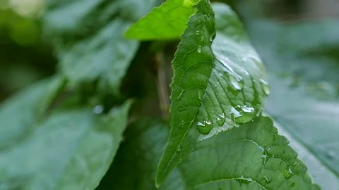 Leaf with drop of rain water with green background Stock Footage 71252179