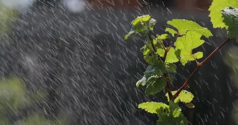 Leaf with drop of rain water with green background Stock Footage 76087227