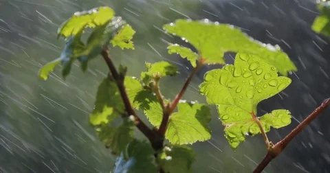 Leaf with drop of rain water with green background Stock Footage 76087598