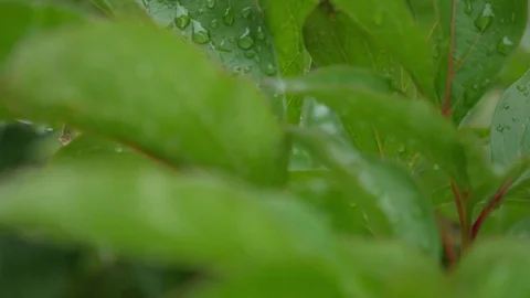 Leaf with drop of rain water with green background Stock Footage 84183867