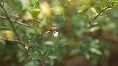 Leaf with a drop of rain water with a green background, 4k, slow-motion Vídeo Stock 89626988