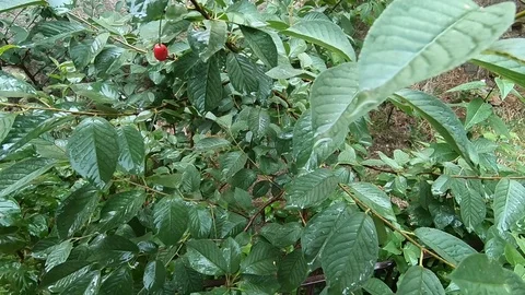 Leaf with drop of rain water with green background Stock Footage 94294658