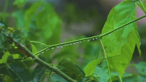 Leaf with drop of rain water with green background Stock Footage 146176560