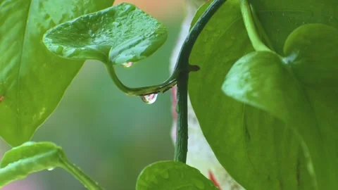 Leaf with drop of rain water with green background Stock Footage 146176562