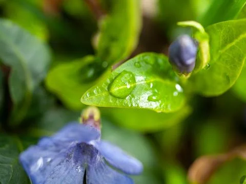 Leaf with a drop of water on it Stock Photos