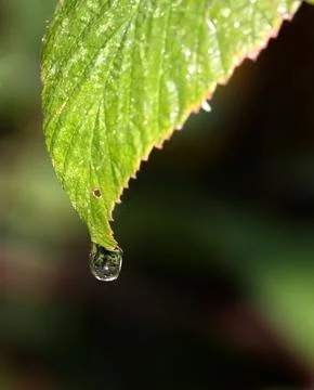 Leaf with a drop of water Stock Photos