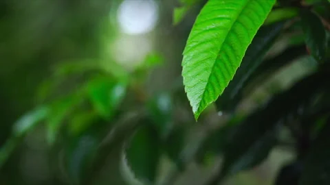 Leaf Droplet Stock Footage 247802357