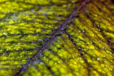 Leaf with droplets Stock Photos