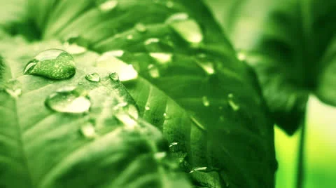 Leaf with drops close-up sequence Stock Footage 22759521