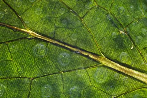 Leaf with drops Foto stock