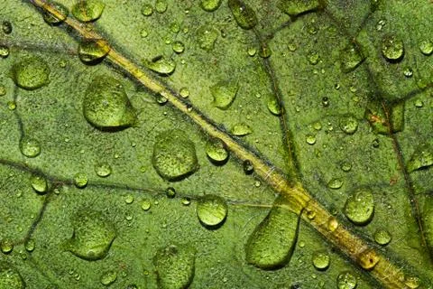 Leaf with drops Stock Photos