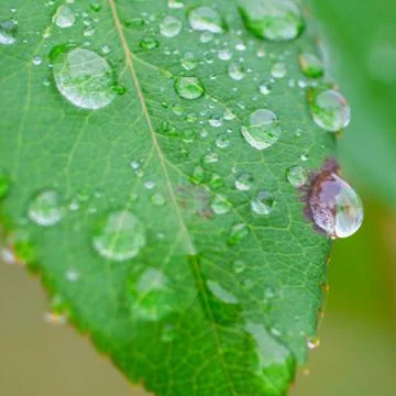 Leaf with drops Stock Photos
