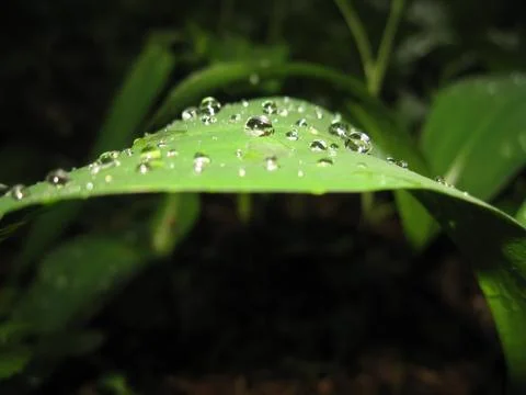 Leaf with drops Stock Photos