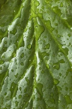 Leaf with drops Stock Photos