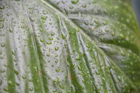 Leaf with drops 스톡 사진