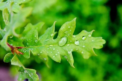Leaf with drops Stock-Fotos
