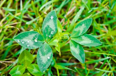 Leaf with drops Stock Photos