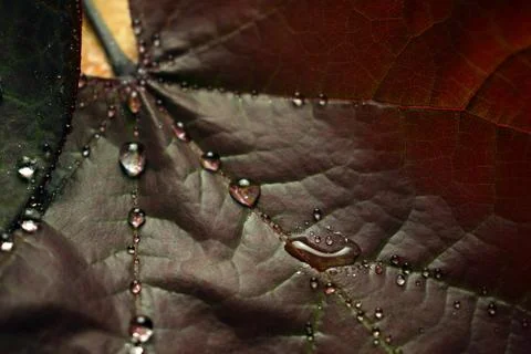 Leaf with drops of rain Stock Photos
