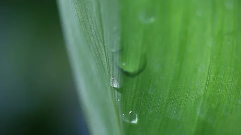 Leaf with drops of water Stock Footage 24844936