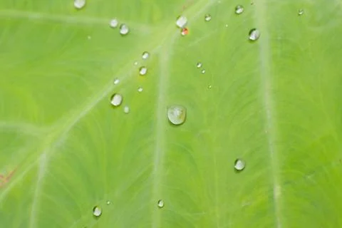 Leaf with drops of water Stock Photos