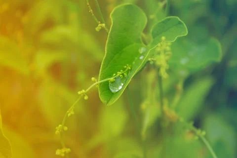 Leaf with drops of water Stock Photos