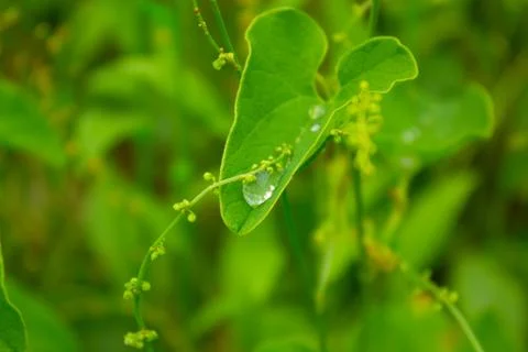Leaf with drops of water Stock Photos